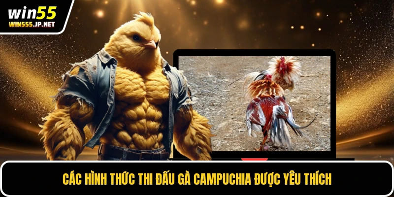 Các hình thức thi đấu gà Campuchia được yêu thích